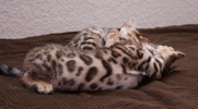 Bengalkatze